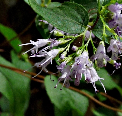 {Cunila origanoides}